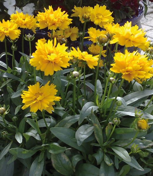 Coreopsis grandiflora 'Presto Yellow Double'